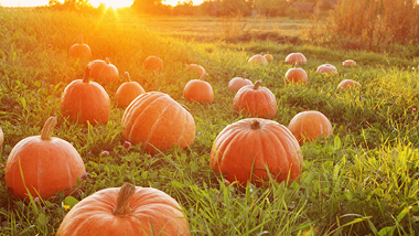 Pumpkin Hunt Hot Seat